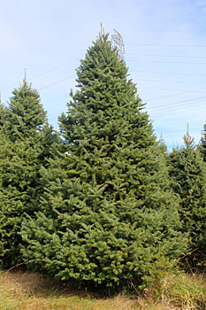 Balsam Fir Home Delivery NYC