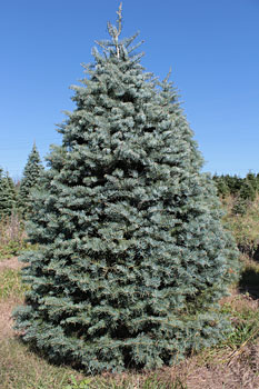 Concolor Fir xmas tree delivered
