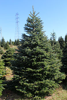 Nordman Fir Tree Delivery NYC