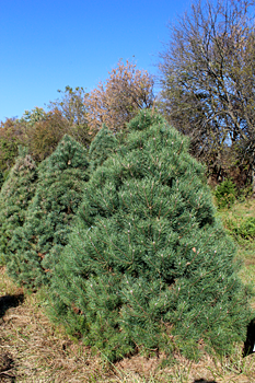Scotch Pine Fresh-Cut Tree Delivery NYC