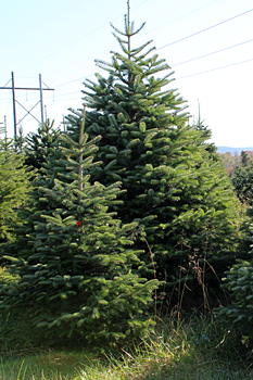 turkish pine xmas tree delivered turkish pine xmas tree delivered
