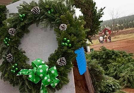 fresh christmas trees delivered fresh cut christmas trees fresh christmas trees delivered fresh cut christmas trees