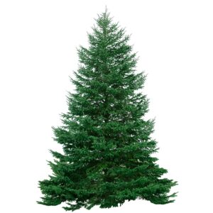 Balsam Fir Balsam-Fir-Christmas-Tree