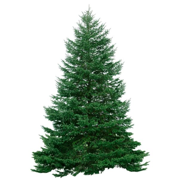 Balsam-Fir-Christmas-Tree