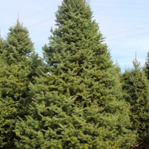Balsam Fir Christmas Tree