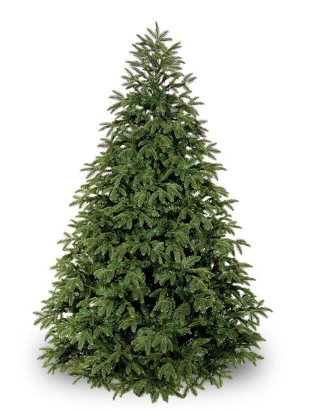 Frasier Fir