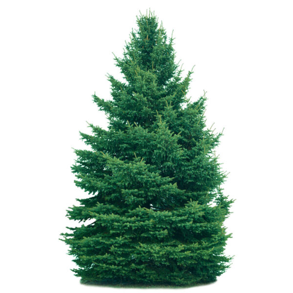 Frasier-Fir-Christmas-Tree