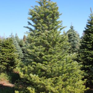Frasier Fir Christmas tree