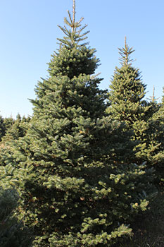 Noble Fir Christmas Tree - NYC Tree Lady - Christmas Tree Delivery