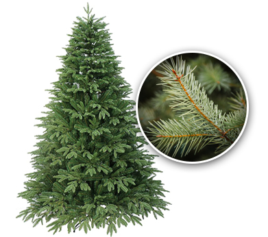 Canaan Fir Christmas Tree - NYC Tree Lady - Christmas Tree Delivery Tree_Canaan-Fir
