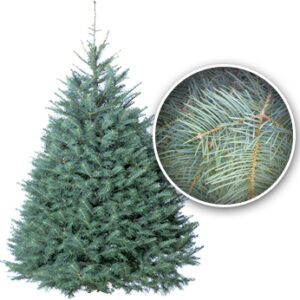 Tree_Concolor-Fir