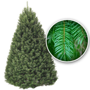 Tree_Douglas-Fir