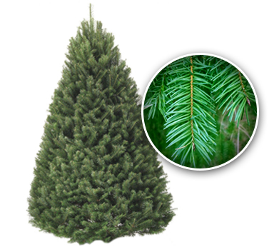 Douglas Fir Christmas Tree - NYC Tree Lady - Christmas Tree Delivery Tree_Douglas-Fir