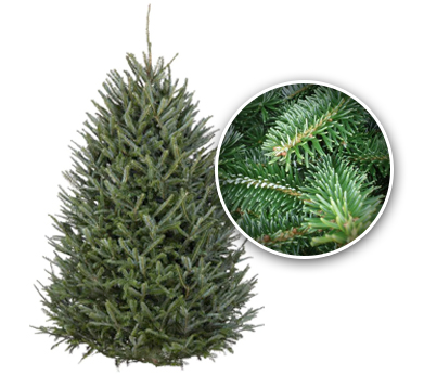 Frasier Fir Tree_Fraser-Fir