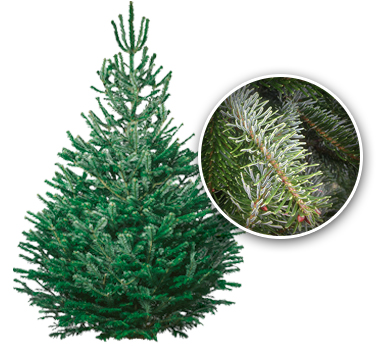 Nordman Fir Christmas Tree - NYC Tree Lady - Christmas Tree Delivery Tree_Nordmann-Fir