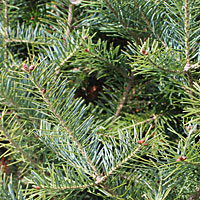 Balsam Fir Christmas Tree - NYC Tree Lady - Christmas Tree Delivery
