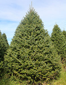 Canaan Fir Christmas Tree - NYC Tree Lady - Christmas Tree Delivery