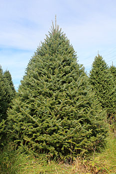 Canaan Fir Christmas Tree - NYC Tree Lady - Christmas Tree Delivery