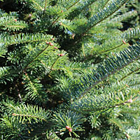 Canaan Fir christmas tree