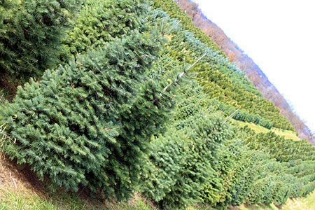 Christmas Tree Care - NYC Tree Lady - Christmas Trees Delovered