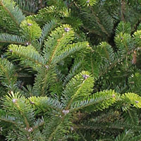 Frasier Fir Christmas Tree - NYC Tree Lady - Christmas Tree Delivery