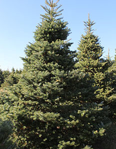korean-fir-christmas-trees