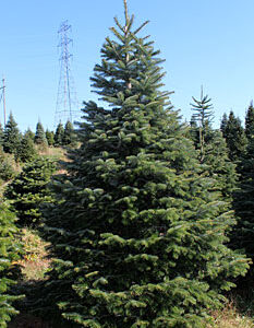 Nordman Fir Christmas Tree - NYC Tree Lady - Christmas Tree Delivery
