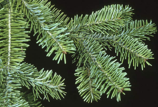 Balsam Fir - XMAS-Tree Delivered-NYC - Needles