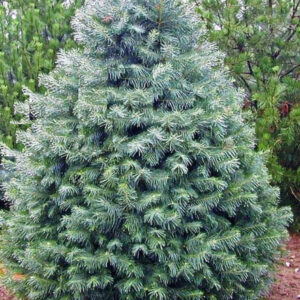 Concolor Fir - XMAS-Tree Delivered-NYC