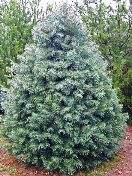 Concolor Fir - XMAS-Tree Delivered-NYC