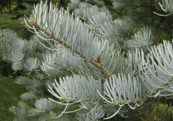 Concolor Fir - XMAS-Tree Delivered-NYC - Needles