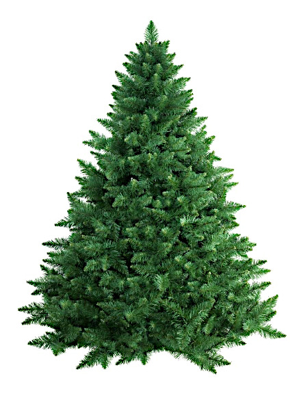 Frasier Fir - NYC Tree Lady Christmas Trees Delivered