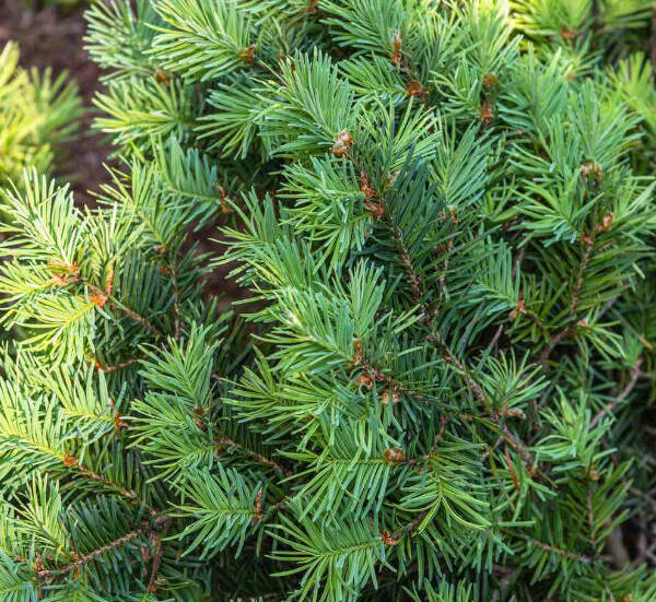 Douglas Fir NYC Tree Lady Christmas Trees Delivered