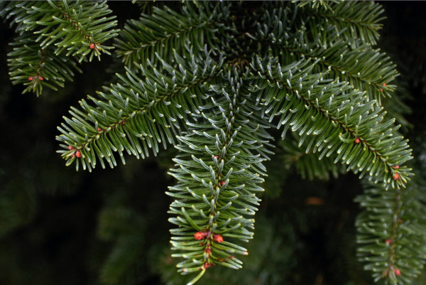 Noble Fir - XMAS-Tree Delivered-NYC - Needles