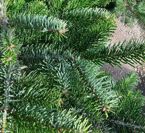 Nordman Fir NYC Tree Lady Christmas Trees Delivered